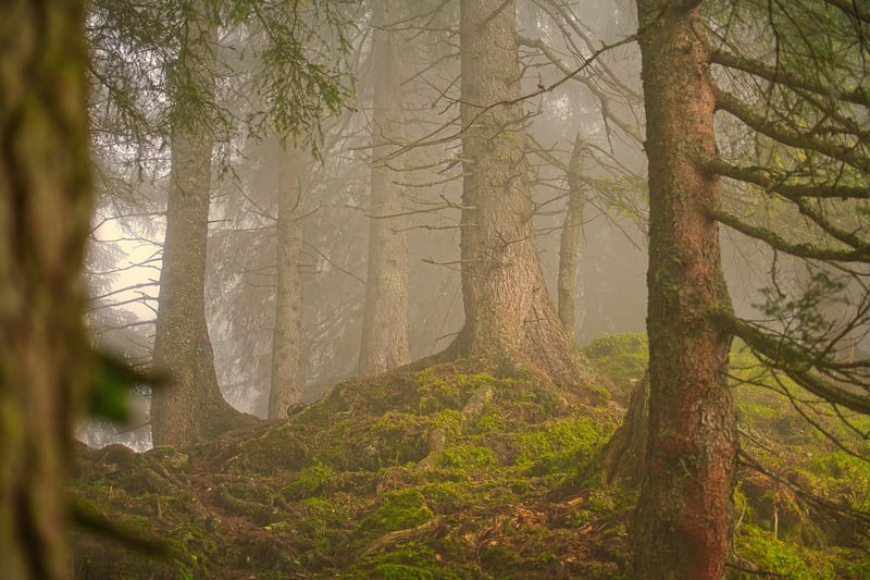 Forest Fairy Tale Shot